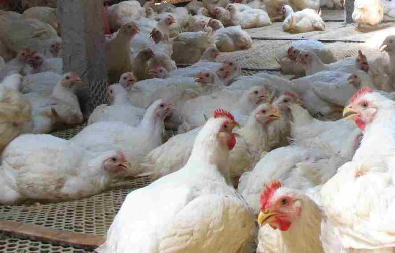 供应销售专业 肉鸡养殖设备营养健康供应鸡肉 养殖饲料